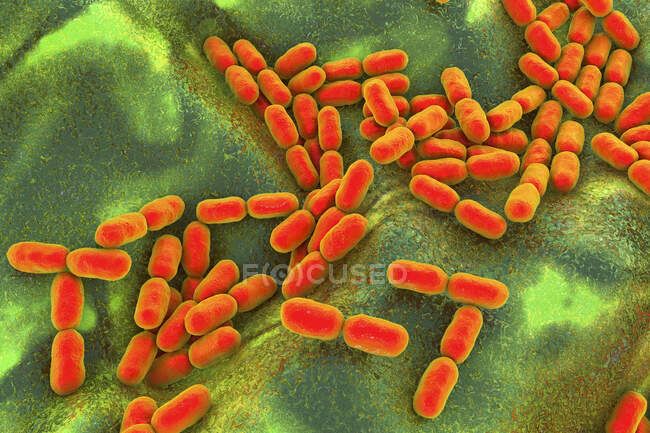 Бактерии Кингеллы, компьютерная иллюстрация. K. kingae является грам-отрицательным коккобациллом, который является частью нормальной флоры горла детей. Иногда может вызывать инвазивные заболевания, в первую очередь остеомиелит (костная инфекция).) — стоковое фото