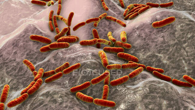 Бактерии Lactobacillus, компьютерная иллюстрация. Это основной компонент микробиома тонкой кишки человека. — стоковое фото