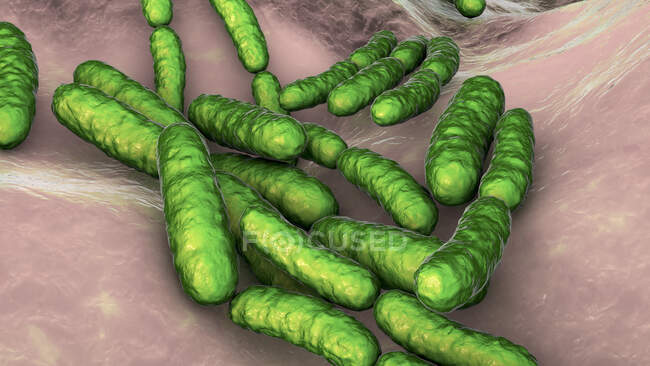 Бактерії Lactobacillus, комп'ютерна ілюстрація. Це основний компонент людського малого кишкового мікробіому.. — стокове фото