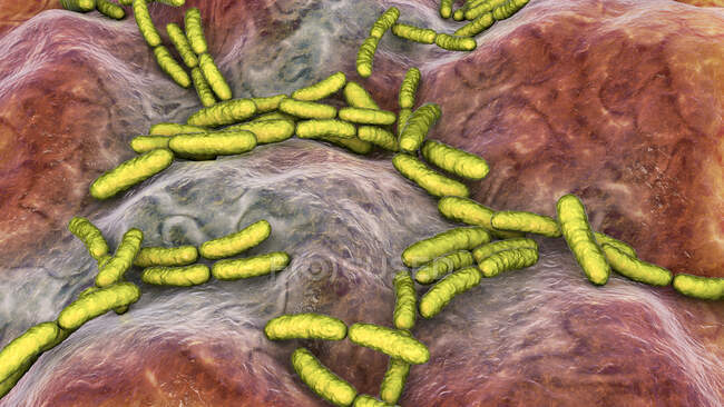 Lactobacillus bacteria, ilustración por ordenador. Este es el componente principal del microbioma del intestino delgado humano. - foto de stock