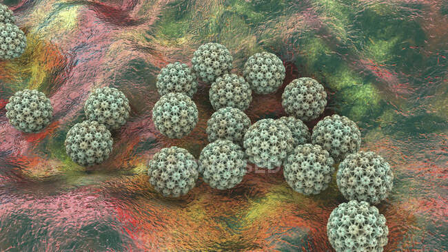 Vírus do papiloma humano (HPV), ilustração computacional. O HPV causa verrugas, que ocorrem principalmente em mãos e pés. Certas estirpes também infectam genitais. Embora a maioria das verrugas são não-malignas (não cancerosas), algumas cepas de HPV foram associados — Fotografia de Stock