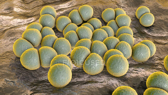 Streptococcus pneumoniae bacteries (пневмококи), комп'ютерна ілюстрація. Ці грам-позитивні сферичні бактерії, як правило, зустрічаються парами. Вони колонізують дихальні шляхи асимптоматично на здорових носіях, але можуть викликати пневмонію. — стокове фото
