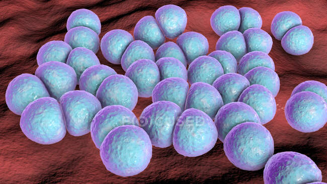 Streptococcus pneumoniae bacteria (neumococos), ilustración por ordenador. Estas bacterias esféricas grampositivas se encuentran generalmente en pares. Colonizan las vías respiratorias asintomáticamente en los portadores sanos, pero pueden causar neumonía - foto de stock