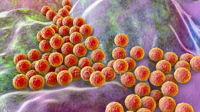 Ilustración por ordenador de las bacterias estafilococos (Staphylococcus aureus) - foto de stock