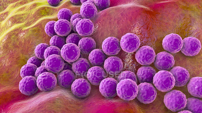 Ilustração computacional de bactérias estafilocócicas (Staphylococcus aureus) — Fotografia de Stock