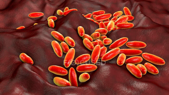 Bacterias de la peste (Yersinia pestis), ilustración por ordenador. - foto de stock