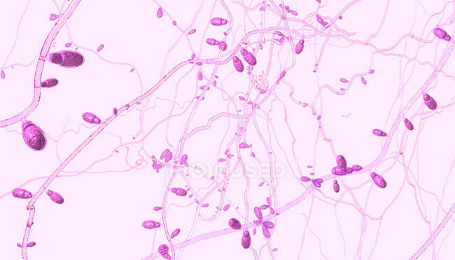 Close-up de fungos dermatófitos em crescimento, ilustração. — Fotografia de Stock