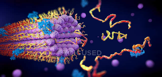 Proteins folding into their three dimensional structure, illustration. — Stock Photo