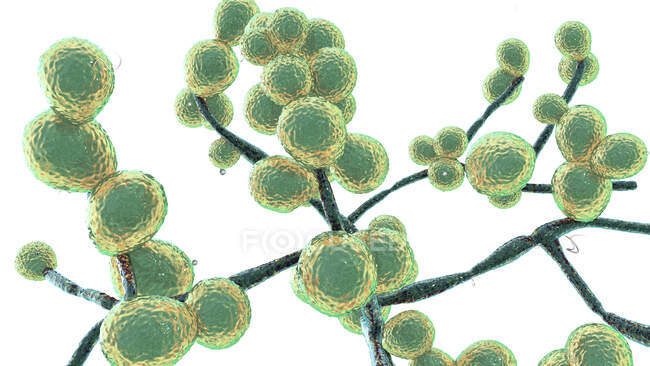 Computerillustration von Candida-Pilzen (Hefe). Die häufigsten Vertreter der Candida-Pilze sind C. albicans und C. auris mit ähnlicher Morphologie. C. albicans kommt auf Haut und Schleimhäuten von Mund, Genitalien, Atemwegen vor — Stockfoto