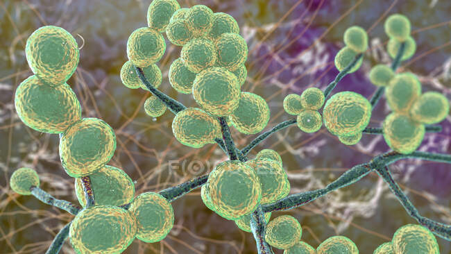 Computer illustration of Candida fungi (yeast). most common representatives of Candida fungi are C. albicans and C. auris with similar morphology. C. albicans is found on skin and mucous membranes of mouth, genitals, respiratory — Stock Photo