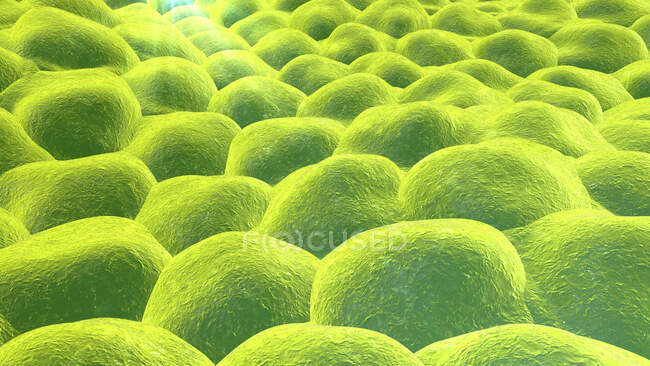 Schicht von Zellen, Computerillustration — Stockfoto