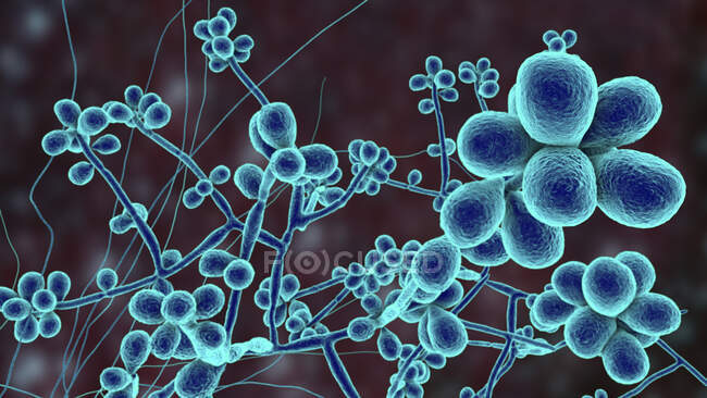 Hongo Sporothrix schenckii, agente causal de la esporotricosis infección, ilustración por ordenador. Hongos hilos de micelio vegetativo se ven, cada hilo se llama hifa, con esporas producidas a partir de algunas hifas - foto de stock