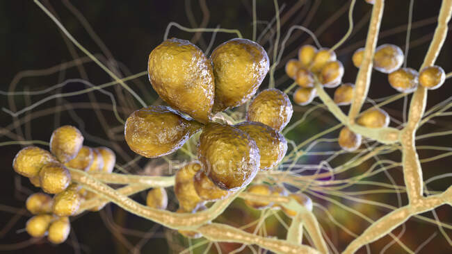 Fungus Sporothrix schenckii, causative agent of infection sporotrichosis, computer illustration. Fungal threads of vegetative mycelium are seen, each thread is called hypha, with spores produced from some hyphae — Stock Photo