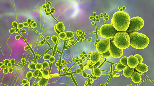 Fungus Sporothrix schenckii, causative agent of infection sporotrichosis, computer illustration. Fungal threads of vegetative mycelium are seen, each thread is called hypha, with spores produced from some hyphae — Stock Photo