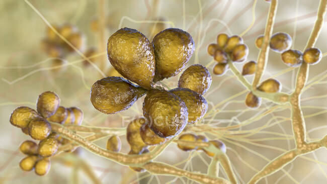 Fungus Sporothrix schencki, збудник інфекційного спороріхозу, комп'ютерна ілюстрація. Видимі грибкові нитки вегетативного міцелію, кожна нитка називається гіфа, зі спорами, отриманими з деяких гіфа — стокове фото