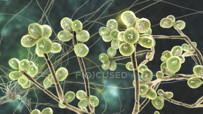 Fungo Sporothrix schenckii, agente causador da infecção esporotricose, ilustração do computador. Fios fúngicos de micélio vegetativo são vistos, cada fio é chamado de hypha, com esporos produzidos a partir de algumas hifas. — Fotografia de Stock