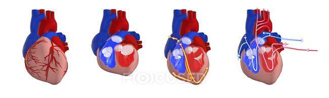 Système circulatoire et électrique du cœur humain, illustration 3D. Coupe transversale du cœur montrant les ventricules et les valves, ainsi que le système électrique (conduction) (lignes jaunes) et le système circulatoire (lignes rouges et bleues)). — Photo de stock
