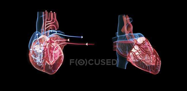 Ilustrações 3d do coração humano com linhas demonstrando fluxo sanguíneo. — Fotografia de Stock