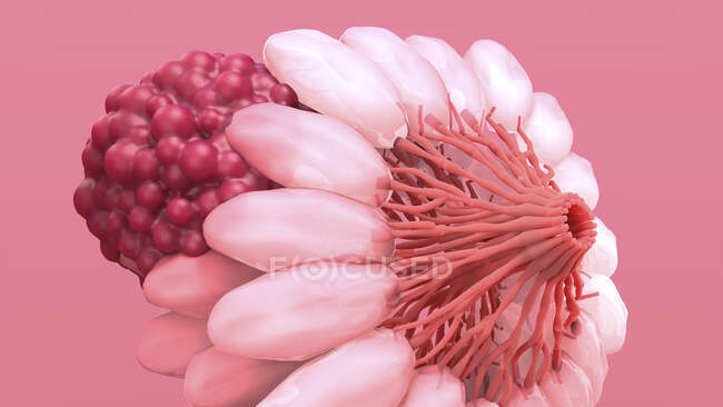 Рак молочної залози. Ілюстрація злоякісної (ракової) пухлини (червоної) у жіночих грудях. — стокове фото