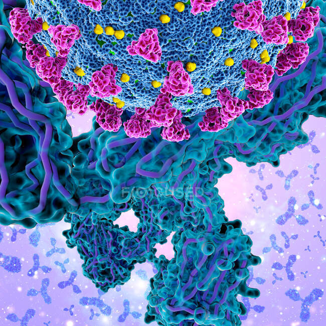 Иллюстрация антител (фиолетовых), реагирующих на инфекцию коронавирусом SARS-CoV-2 (в центре) — стоковое фото