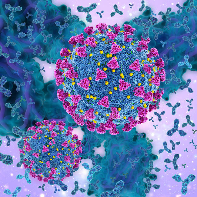 Illustration of antibodies (purple) responding to an infection with the SARS-CoV-2 coronavirus (center) — Stock Photo