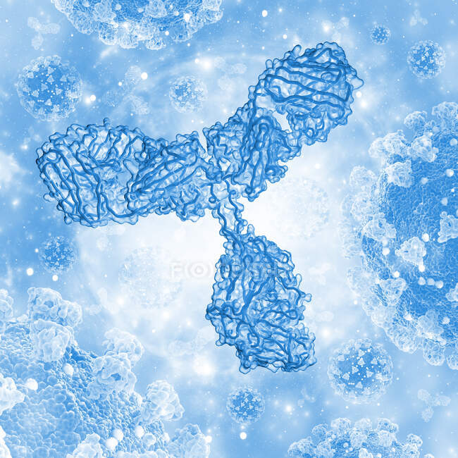 Illustration of an antibody, or immunoglobulin. This y-shaped molecule has two arms that can bind to specific antigens, for instance viral or bacterial proteins. In doing this they mark the antigen for destruction by phagocytes, white blood cells tha — Stock Photo