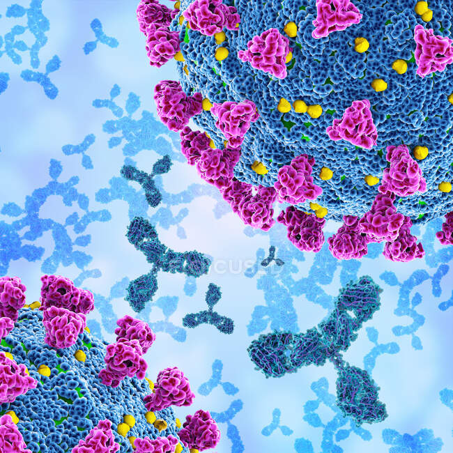 Ілюстрація антитіл (фіолетовий) реагує на інфекцію коронавірусом SARS-CoV-2 (посередині).) — стокове фото