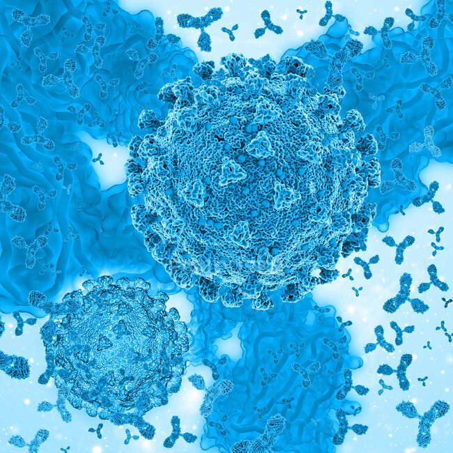 Ilustración de anticuerpos (púrpura) que responden a una infección por el coronavirus SARS-CoV-2 (centro) - foto de stock