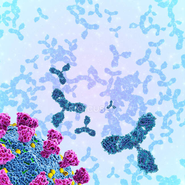 Ілюстрація антитіл (фіолетовий) реагує на інфекцію коронавірусом SARS-CoV-2 (посередині).) — Stock Photo