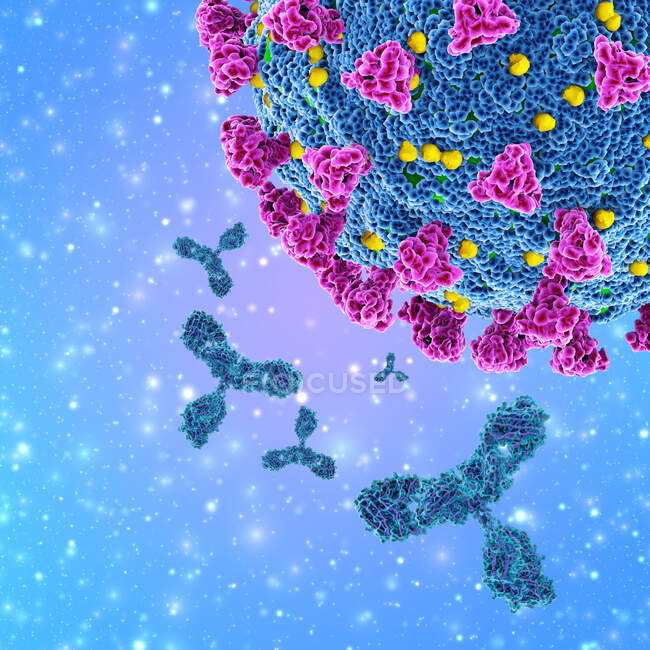 Ілюстрація антитіл (фіолетовий) реагує на інфекцію коронавірусом SARS-CoV-2 (посередині).) — стокове фото
