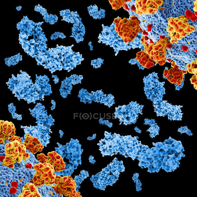 Illustration von Anti-HIV-1 (Human Immunodeficiency Virus-1) Antikörpern, die mit Mimotopenpeptiden komplexiert sind — Stockfoto