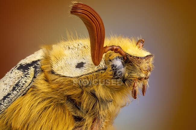 Maybug, o cockchafer (Melolontha sp..). - foto de stock