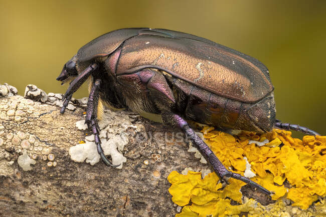 Brown rose chafer (Cetonia aurata) on a lichen covered branch. — Stock Photo