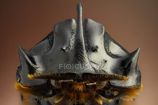 Рогатий жук ( Copris Lunaris ). — стокове фото