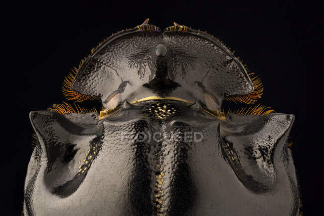 Horned dung beetle (Copris lunaris). — Stock Photo
