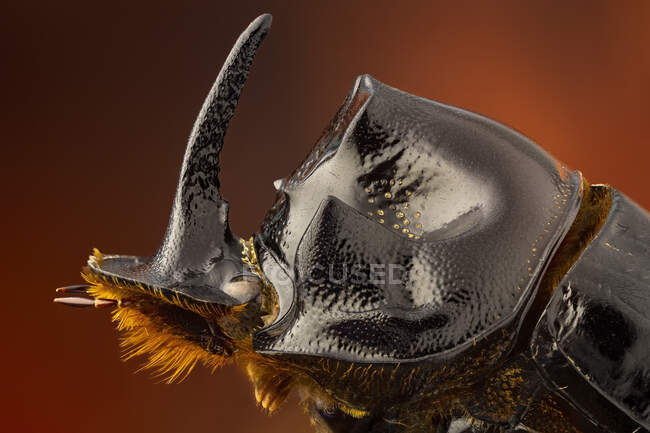 Escarabajo de estiércol con cuernos (Copris lunaris). - foto de stock