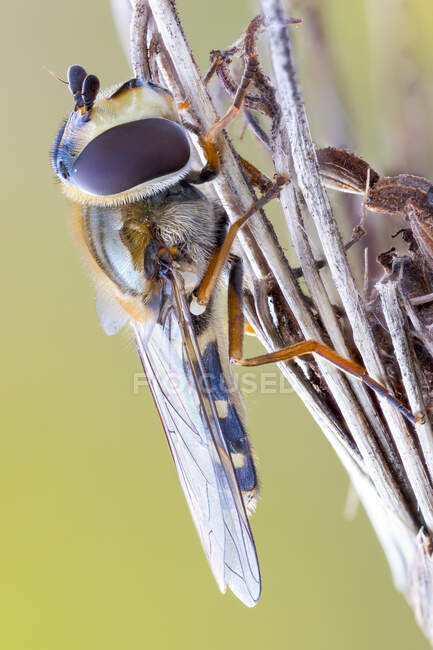 Hoverfly (Scaeva selenitica) em secou uma fábrica selvagem. — Fotografia de Stock