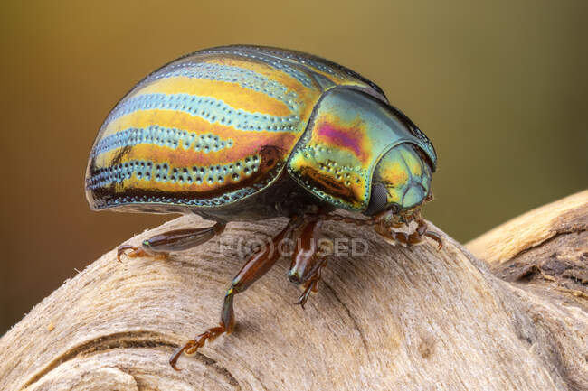 Rosemary beetle (Chrysolina americana) on a branch. — Stock Photo