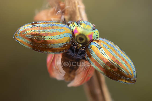 Escarabajo del romero (Chrysolina americana) con las alas exteriores duras abiertas (elytra). - foto de stock
