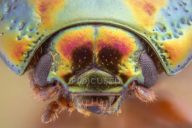 Escarabajo de romero (Chrysolina americana). - foto de stock