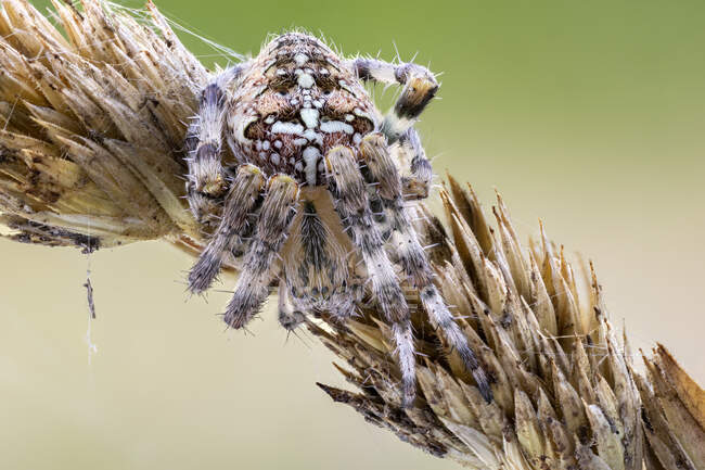 Орбітальний ткацький павук (Araneus diadematus) камуфльований на лисичній рослині . — стокове фото