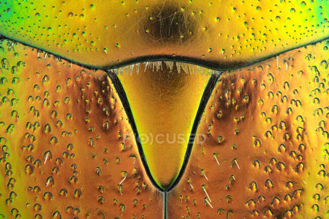 Rosenkäfer (Cetonia aurata) Exoskelett. — Stockfoto