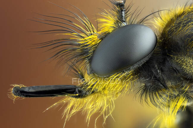 Bumblebee robberfly (Laphria sp.). - foto de stock
