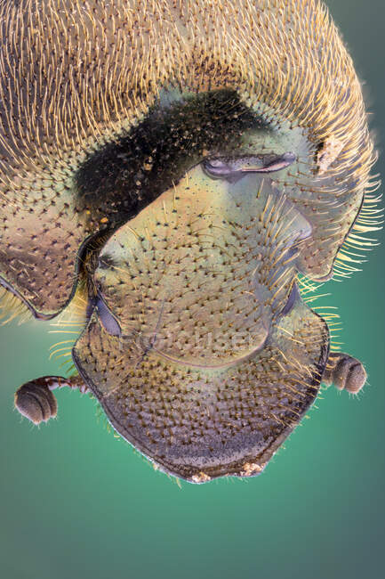 Escarabajo de estiércol verdadero (Onthophagus fissicornis). - foto de stock
