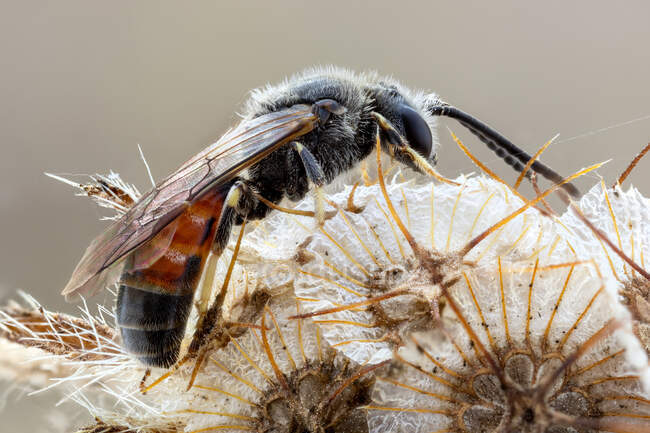 Халіцидна бджола на полі болісна квітка . — стокове фото
