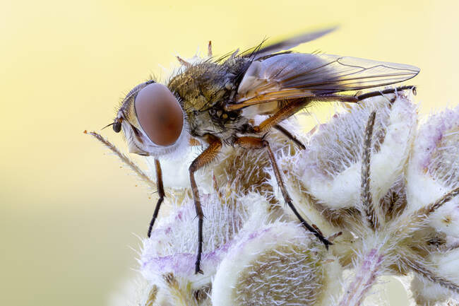 Тахинидная муха (Ectophasia sp.) на диком растении . — стоковое фото