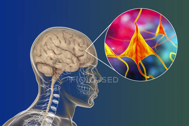Людський мозок з погляду на нейрони, комп'ютерна ілюстрація. — стокове фото