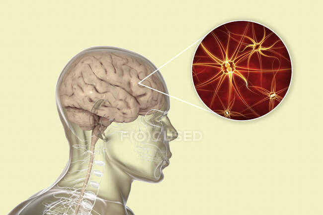 Cervello umano con visione ravvicinata dei neuroni, illustrazione al computer. — Foto stock
