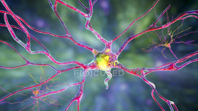 Neuronas piramidales (células nerviosas) de la corteza frontal del cerebro humano, ilustración por ordenador - foto de stock