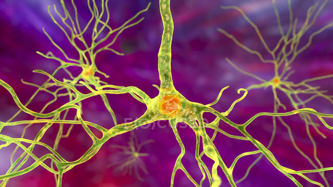 Пірамідальні нейрони (нервові клітини) лобової кори людського мозку, комп 